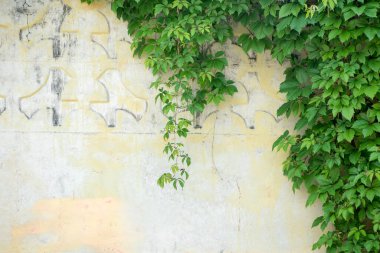 Ivy leaves wall on a white background.