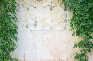 Ivy leaves wall on a white background.