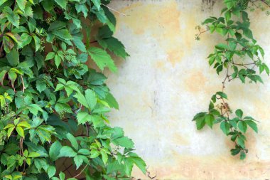 Ivy leaves wall on a white background.