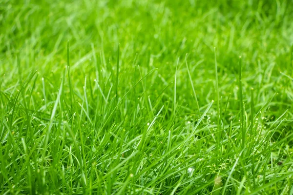 Taze ot tarafından mükemmel bir yeşil arka plan.