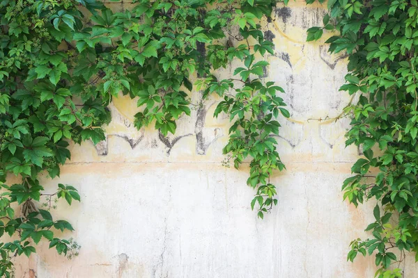 Ivy Leaves Wall White Background — Zdjęcie stockowe