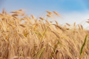 Altın buğday tarlası ve mavi gökyüzü.