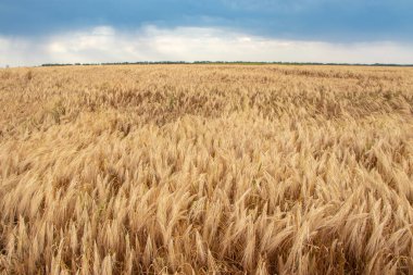 Buğday tarlası. Altın buğday kulakları. Olgunlaşan kulakların geçmişi. Olgun mısır gevreği. Kapat.