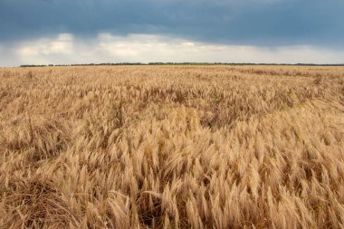 Buğday tarlası. Altın buğday kulakları. Olgunlaşan kulakların geçmişi. Olgun mısır gevreği. Kapat.