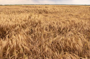 Güçlü rüzgar ve yağmurdan sonra düşen kulaklarla buğday tarlası.