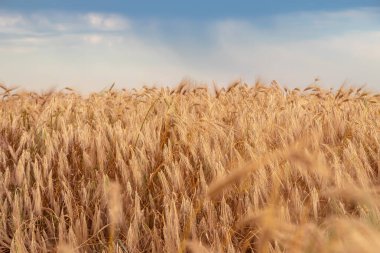 Altın buğday tarlası ve mavi gökyüzü.