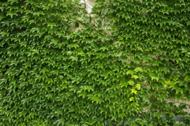 Yeşil sarmaşık duvarı. Doku ya da arka plan. Bir sürü yaprak.