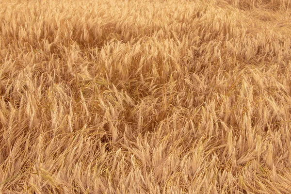 Campo Grano Orecchie Grano Dorato Sfondo Orecchie Che Maturano Coltivazione — Foto Stock