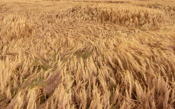 強風と雨の後に落ちた耳のある小麦畑 — ストック写真