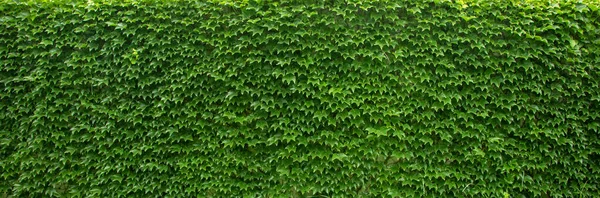 Pared Hiedra Verde Textura Fondo Montón Hojas — Foto de Stock