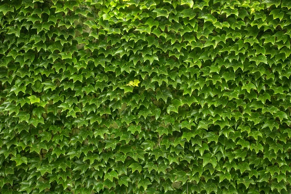 Pared Hiedra Verde Textura Fondo Montón Hojas — Foto de Stock