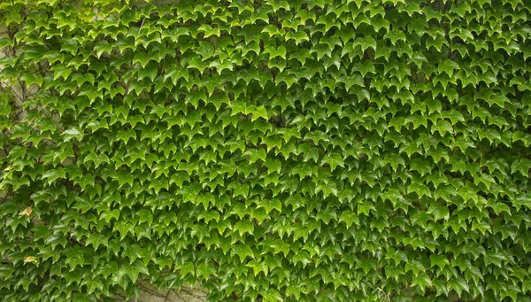 Pared Hiedra Verde Textura Fondo Montón Hojas — Foto de Stock