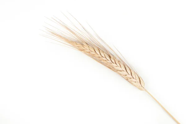 Spikelet Grano Dorato Sfondo Bianco — Foto Stock