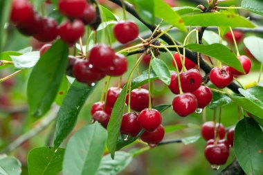 Kiraz ağacından sarkan olgun kirazlar. Meyvelerin üzerine su damlaları, yağmurdan sonra kiraz bahçeleri.