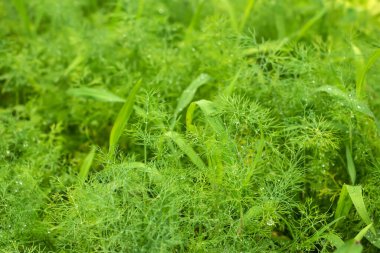 Arka plan için dereotu yağmuruna maruz kaldığınızda taze yeşil yapraklar. Dill tıbbi özellikleri olan bir bitkidir.