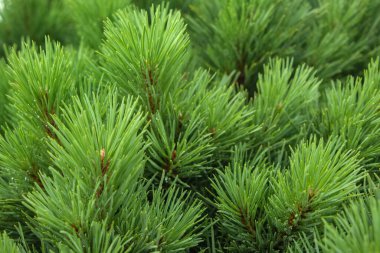 Spruce şubesi. İğneli ladin çok güzel bir dalı. Doğadaki Noel ağacı. Yeşil ladin. Spruce yaklaş.