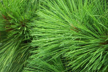 Spruce şubesi. İğneli ladin çok güzel bir dalı. Doğadaki Noel ağacı. Yeşil ladin. Spruce yaklaş.