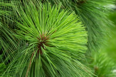 Spruce şubesi. İğneli ladin çok güzel bir dalı. Doğadaki Noel ağacı. Yeşil ladin. Spruce yaklaş.