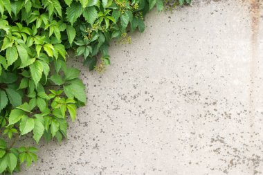 Arka plan eski duvar ve sarmaşık yaprakları.