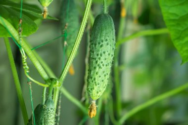 Sarı çiçekli genç bir salatalık. Yaprakların arka planında taze salatalık yakın plan makrosu.