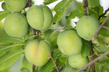 Ağaçta yeşil erikler. Dallarda erikler olgunlaşır..