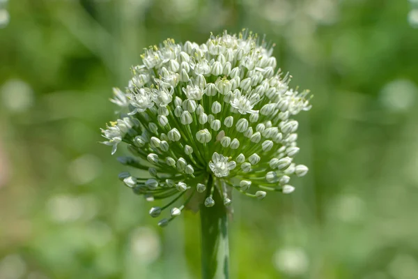 Oignon Boule Fleurs Dans Jardin Gros Plan — Photo