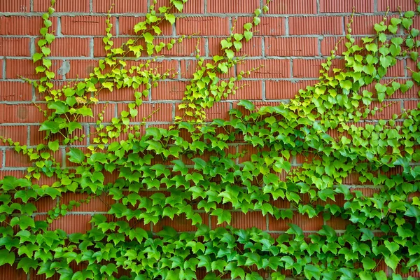 Ściana Czerwonych Cegieł Zielony Bluszcz — Zdjęcie stockowe