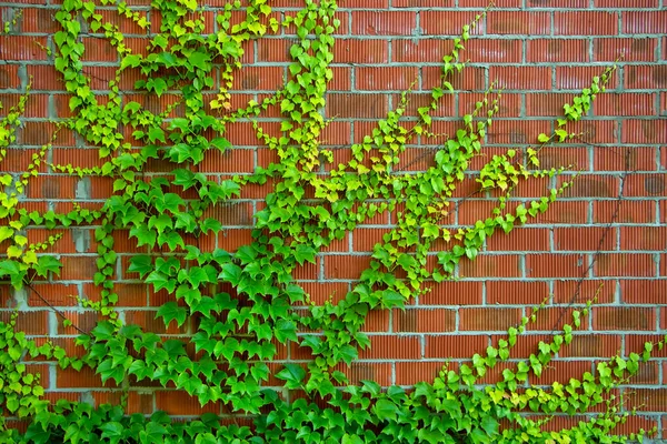 Pared Ladrillos Rojos Hiedra Verde — Foto de Stock