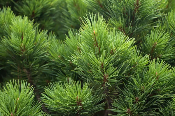 Rama Abeto Hermosa Rama Abeto Con Agujas Árbol Navidad Naturaleza — Foto de Stock