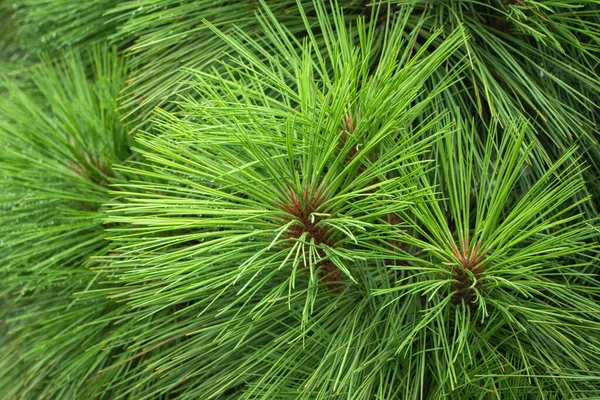 Rama Abeto Hermosa Rama Abeto Con Agujas Árbol Navidad Naturaleza — Foto de Stock