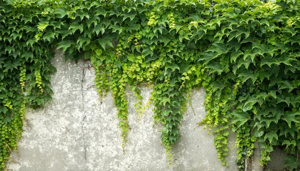 Background Old Wall Ivy Leaves — Stock Photo, Image