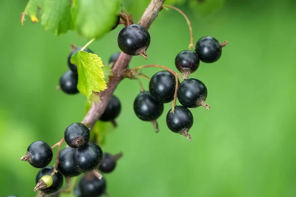 Black Currant Ripe Berries Branch — Stock Photo, Image