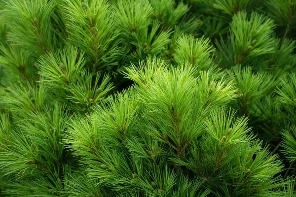 Rama Abeto Hermosa Rama Abeto Con Agujas Árbol Navidad Naturaleza Imágenes de stock libres de derechos