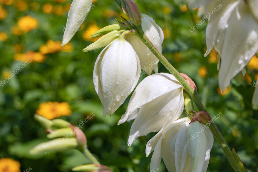 Flores de arbusto de Yucca filamentosa blanca, otros nombres incluyen