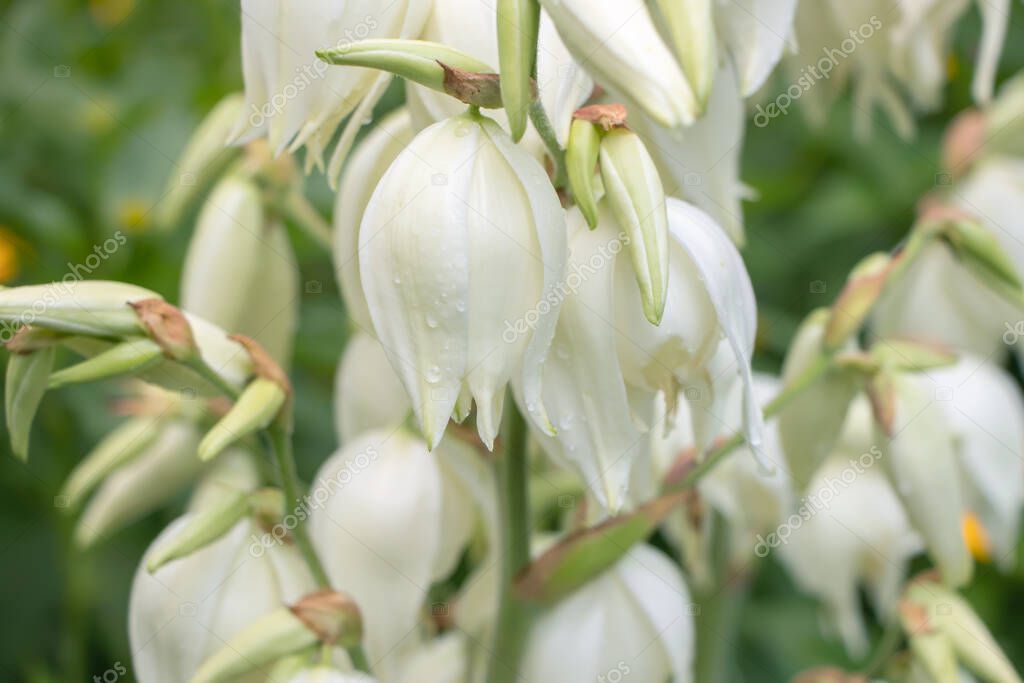 Flores de arbusto de Yucca filamentosa blanca, otros nombres incluyen
