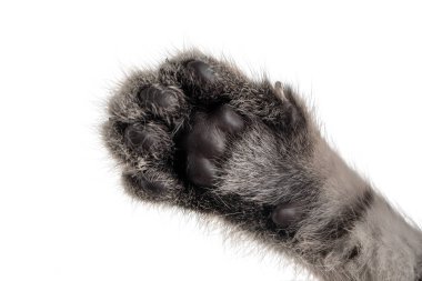 Beyaz arka planda izole edilmiş bir kedi patisinin ayrıntıları