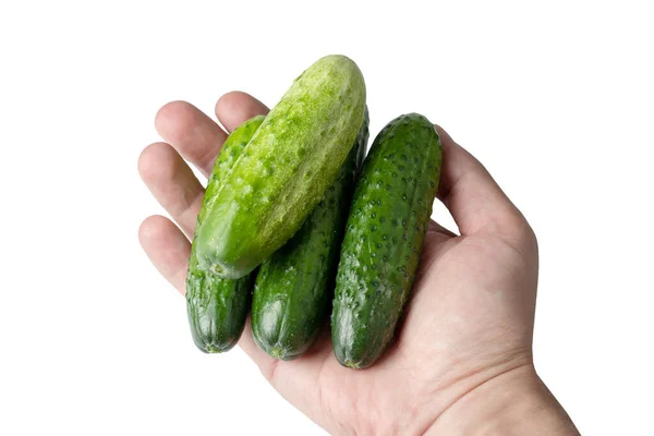 Verse Groene Komkommers Hand Geïsoleerd Witte — Stockfoto