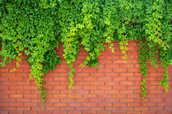 Yeşil sarmaşık duvarı. Kırmızı duvarda yeşil sarmaşık yaprakları.