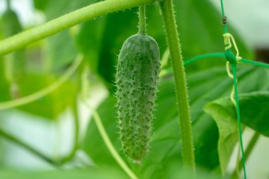 Sarı çiçekli genç bir salatalık. Yaprakların arka planında taze salatalık yakın plan makrosu.