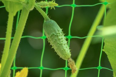 Sarı çiçekli genç bir salatalık. Yaprakların arka planında taze salatalık yakın plan makrosu.