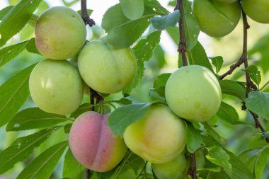 Meyveli erik ağacı. Olgunlaşan erikler,