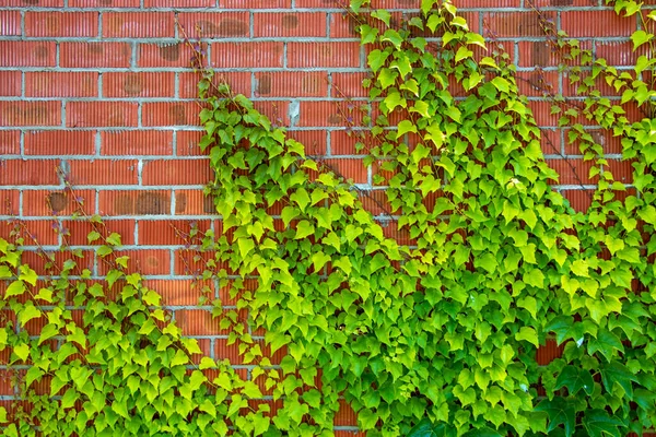 Pared Hiedra Verde Hojas Hiedra Verde Pared Ladrillo Rojo — Foto de Stock