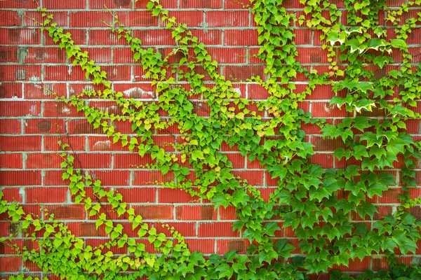 Parede Hera Verde Folhas Hera Verde Parede Tijolo Vermelho — Fotografia de Stock