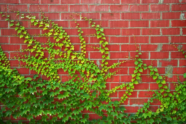 Green Ivy Wall Green Ivy Leaves Red Brick Wall — Stock Photo, Image