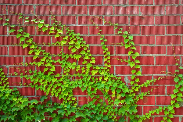 Green Ivy Wall Green Ivy Leaves Red Brick Wall — Stock Photo, Image
