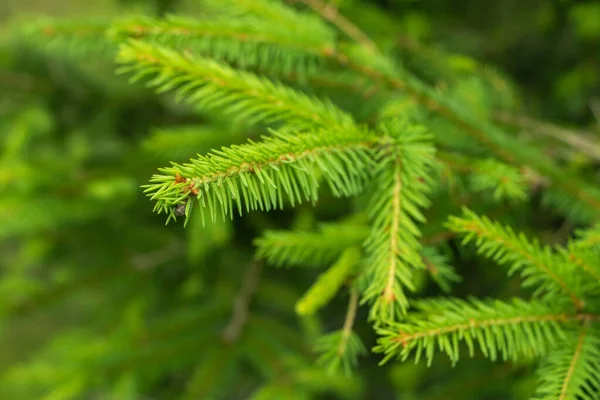 Abeto Noruega Abeto Europeo Árbol Coníferas Especie Tipo Del Género — Foto de Stock