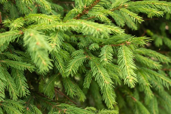 Green Spruce Branches Textured Background Green Spruce White Spruce Colorado Stock Photo