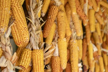 Olgun kurutulmuş mısır koçanları sallanıyor. Kapat..