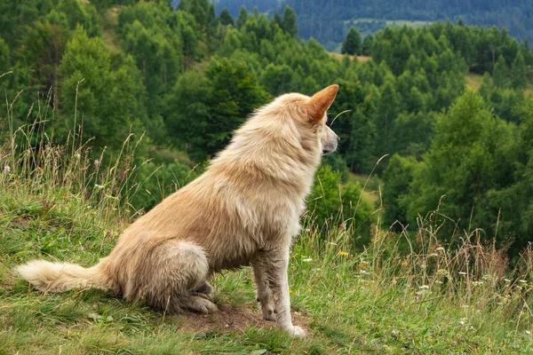 Ein Weißer Hund Blick Die Ferne Seitenansicht Profil — Stockfoto