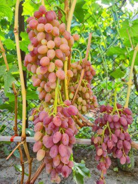 Sarmaşıktan sarkan olgun kırmızı ya da mor üzümlerin yakın çekim görüntüsü. Üzümler tombul, yuvarlak ve canlı, kırmızımsı pembeden koyu mora yumuşak bir doğal eğimle.